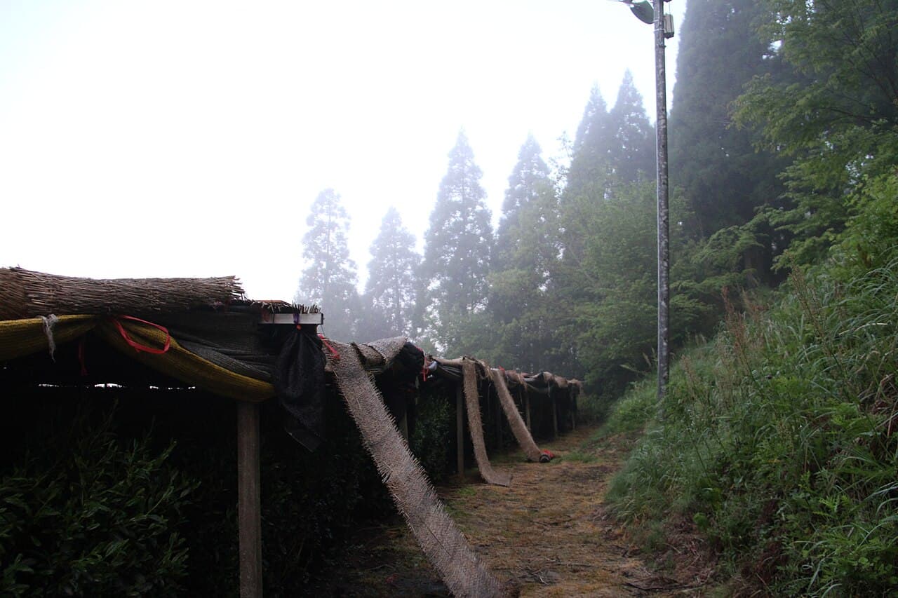 Shade-grown tea field for Yame traditional hon-gyokuro, Yabe area, Yame City, Fukuoka Prefecture