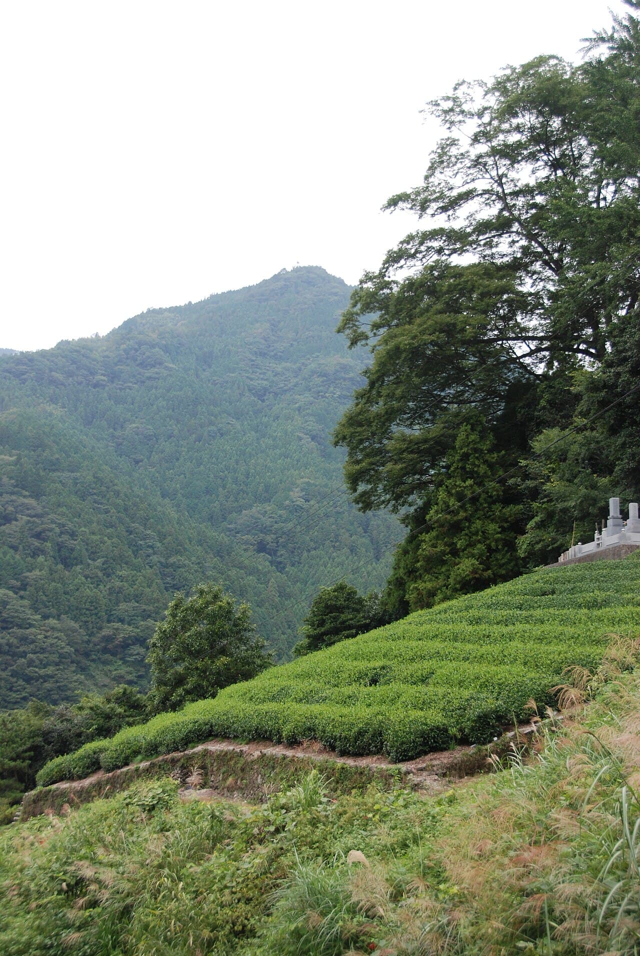 Neatly trimmed rows of tea bushes on a Japanese tea plantation in Tokushima Prefecture