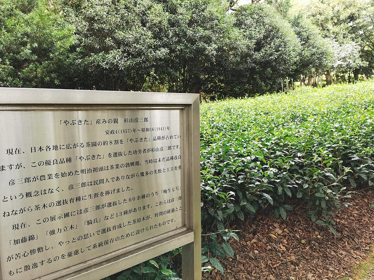 The memorial tea field marking Sugiyama Hikosaburō's original Yabukita planting site, in front of the Shizuoka Prefectural Museum of Art