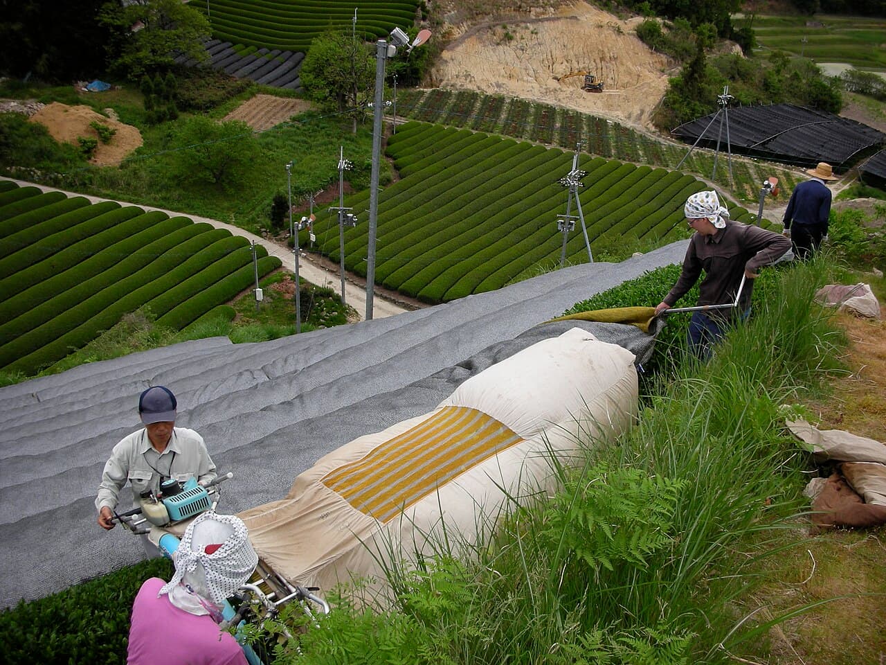 Workers removing the shading net from a kabusecha tea planting in Japan ahead of harvest