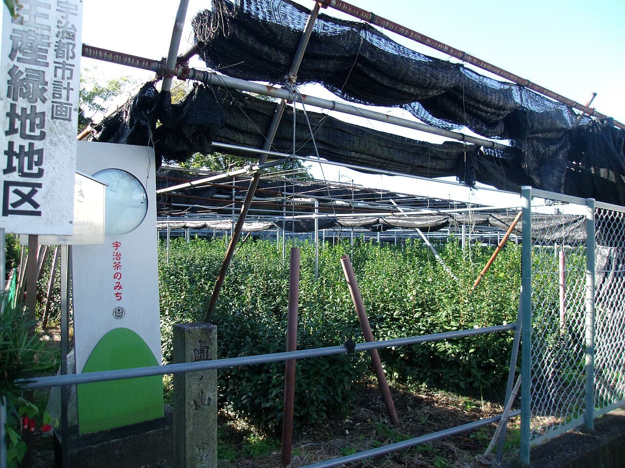 Okunoyama-en, the only one of Uji's historic seven Shichimeien tea gardens still under cultivation today