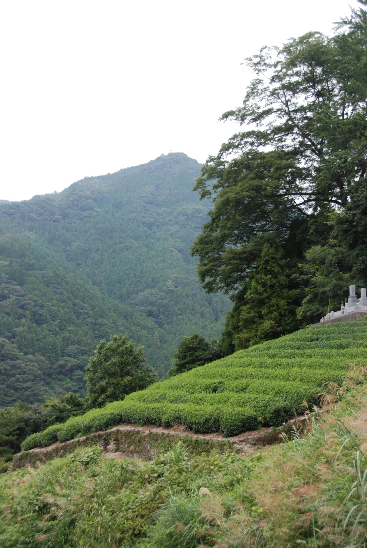 Neatly trimmed rows of tea bushes on a Japanese tea plantation in Tokushima Prefecture