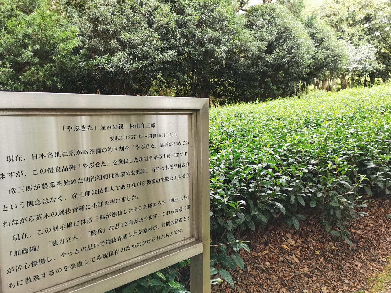 The memorial tea field marking Sugiyama Hikosaburō's original Yabukita planting site, in front of the Shizuoka Prefectural Museum of Art